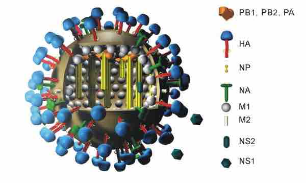 Swine influenza