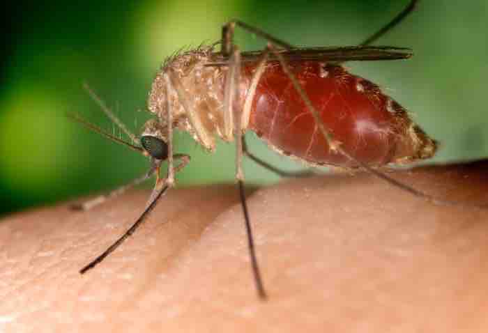 Transmission of the West Nile virus