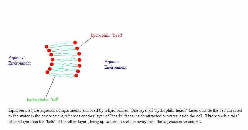 liposome structure