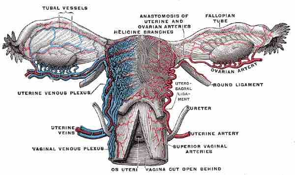 Uterus