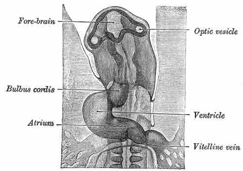 Chick embryo head with optic vesicle
