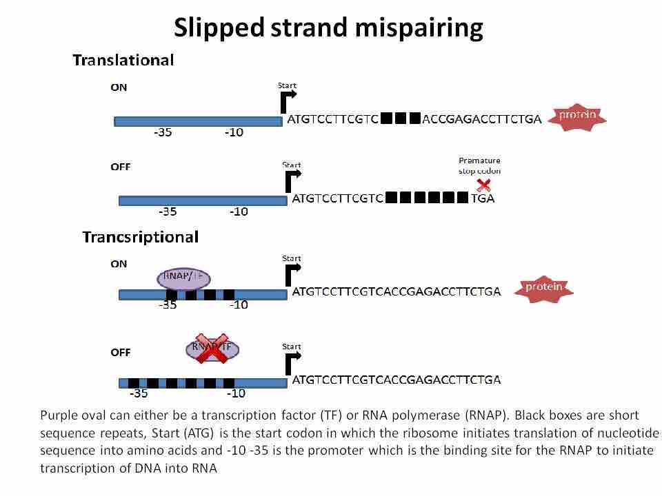 Slip strand mispairing