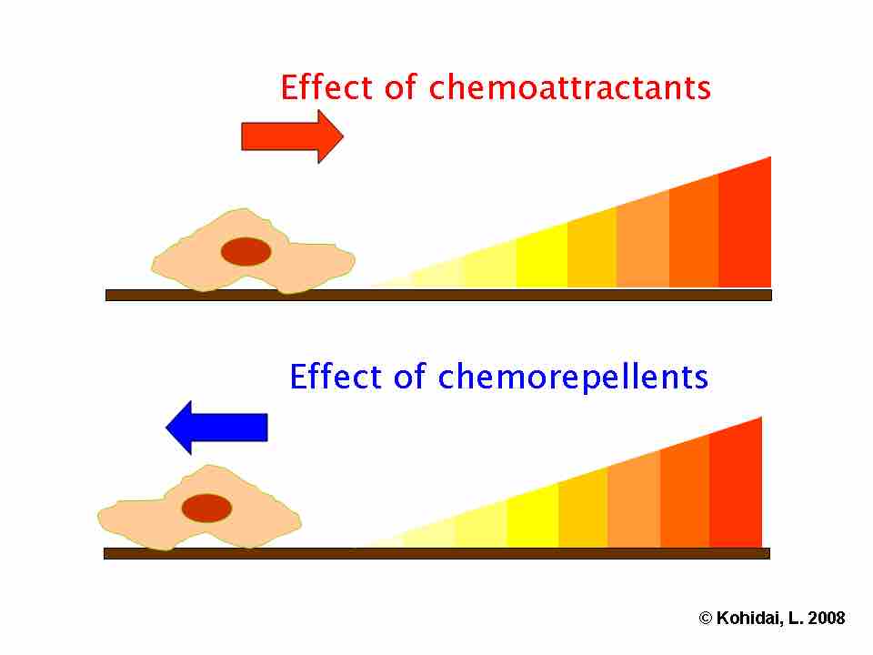 Chemoattractants and chemorepellents