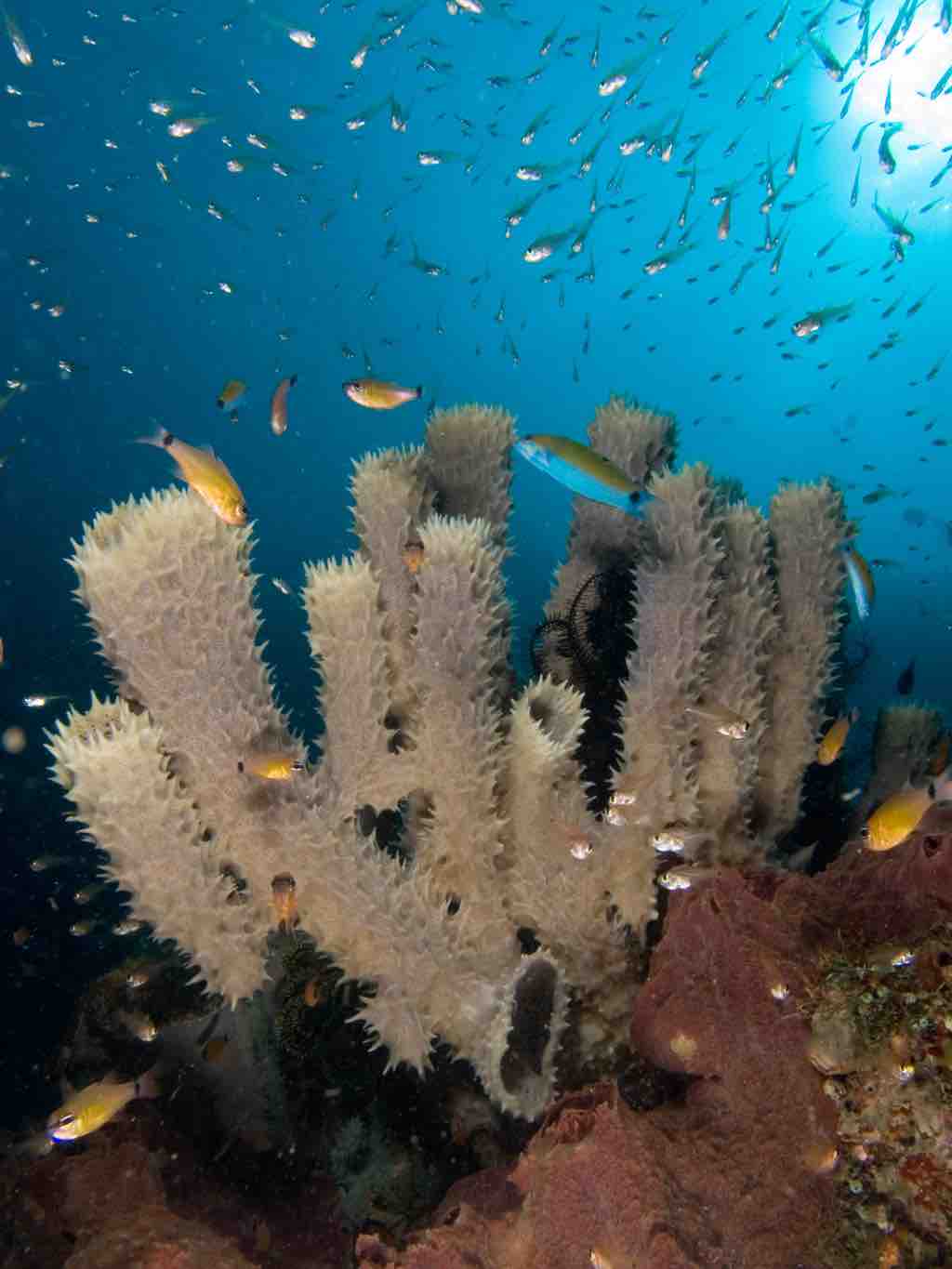 Marine Habitats