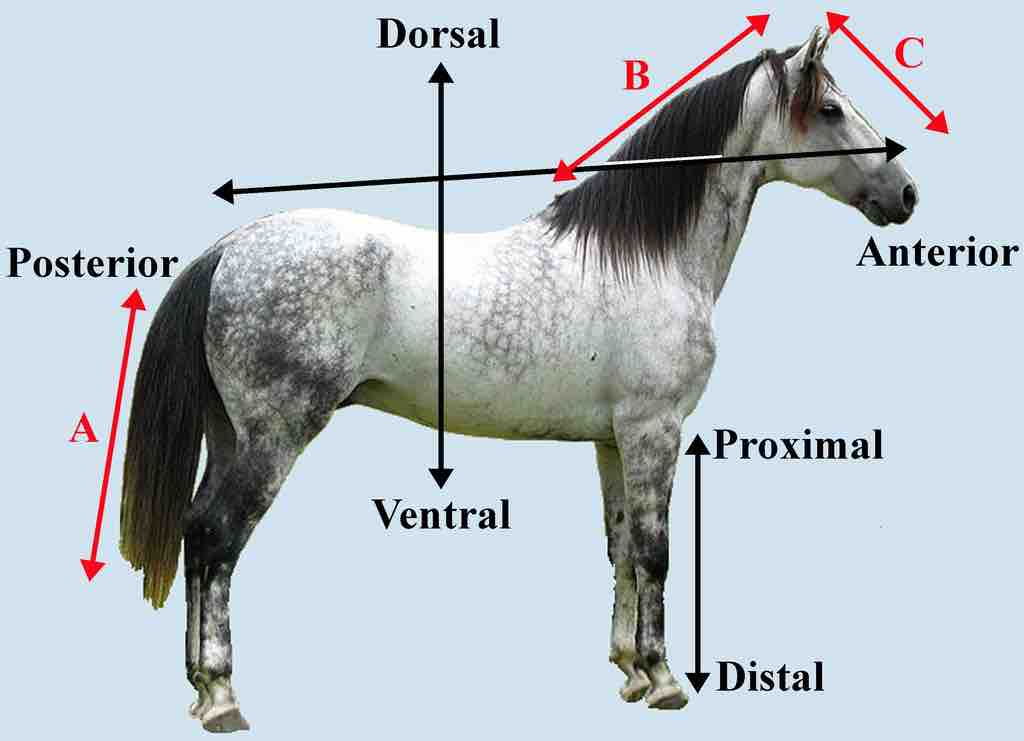Different Directional AP Axes in Three Body Segments of a Horse