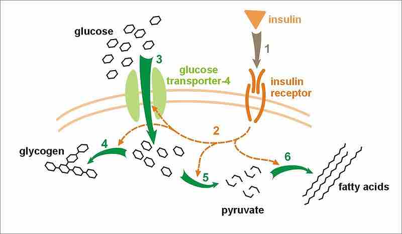 Effect of insulin on glucose uptake and metabolism.