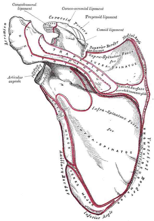 Dorsal surface