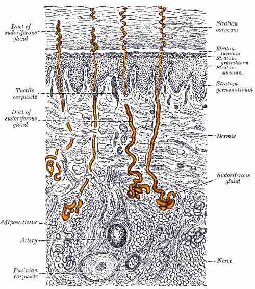 Sweat gland