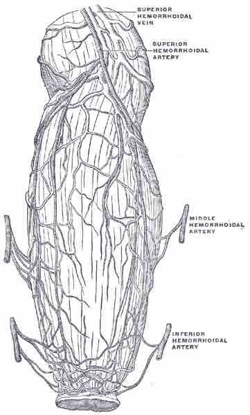 Anastomoses