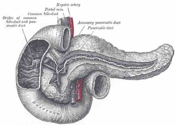 The Pancreatic Duct