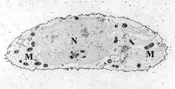 Chondrocyte calcium stain