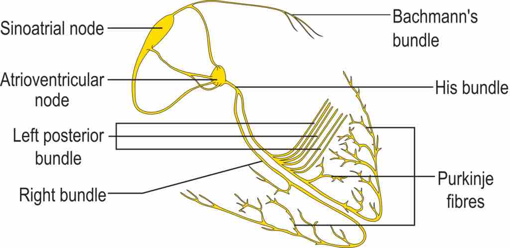 Conduction System of the Heart