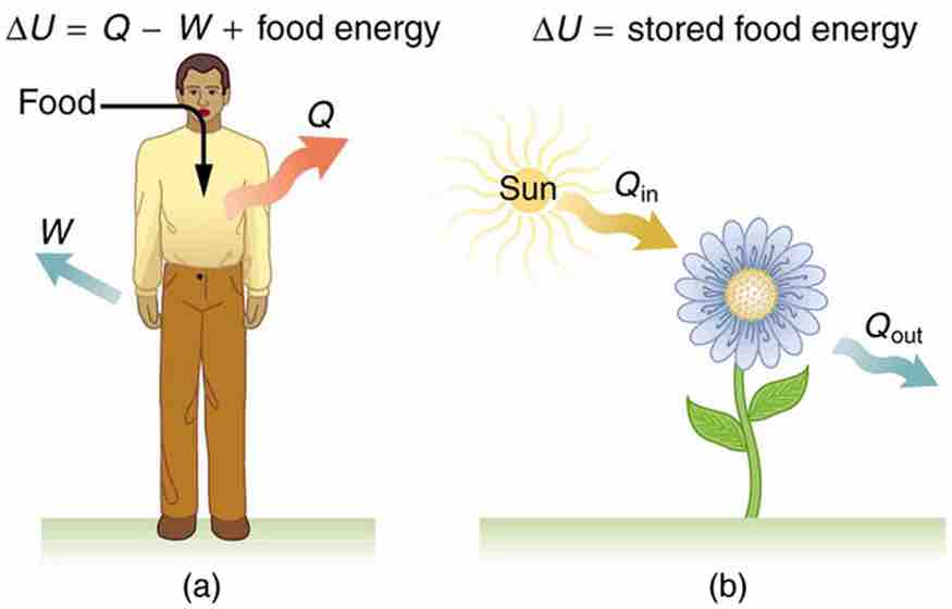 Metabolism