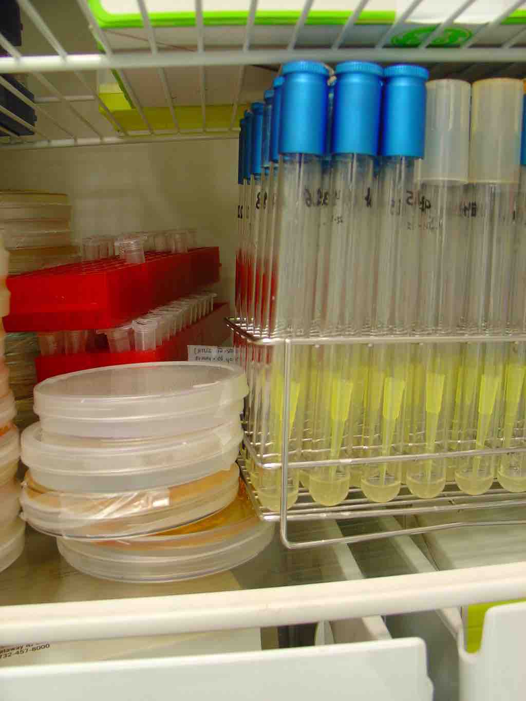 Microbiologist's Fridge