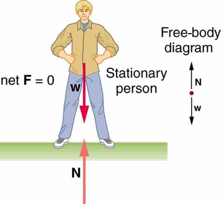 Person in Static Equilibrium