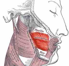 Location of the buccinator muscle