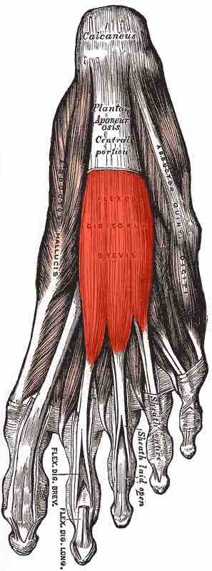 Plantar View of Foot