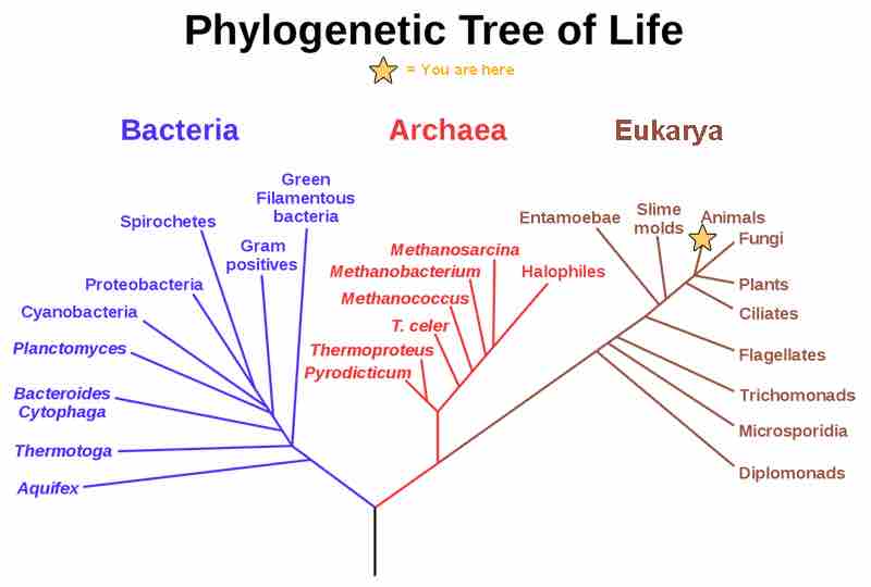 Phylogenetic Tree of Life