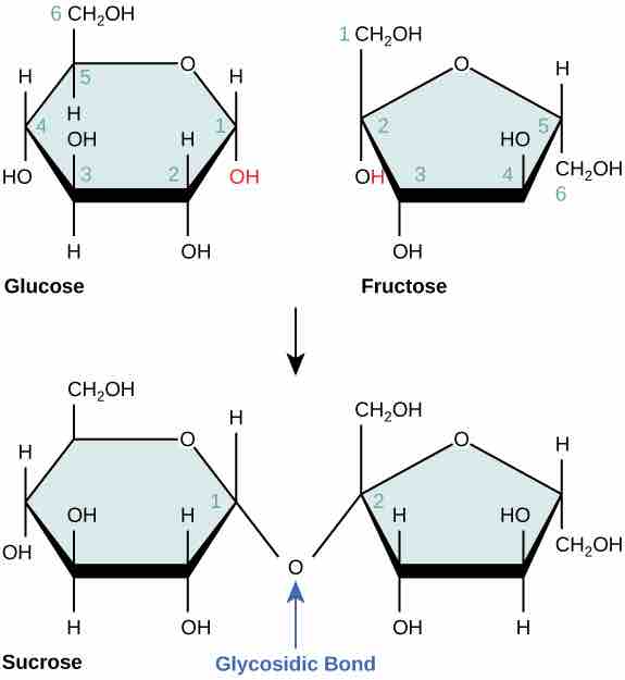 Disaccharides