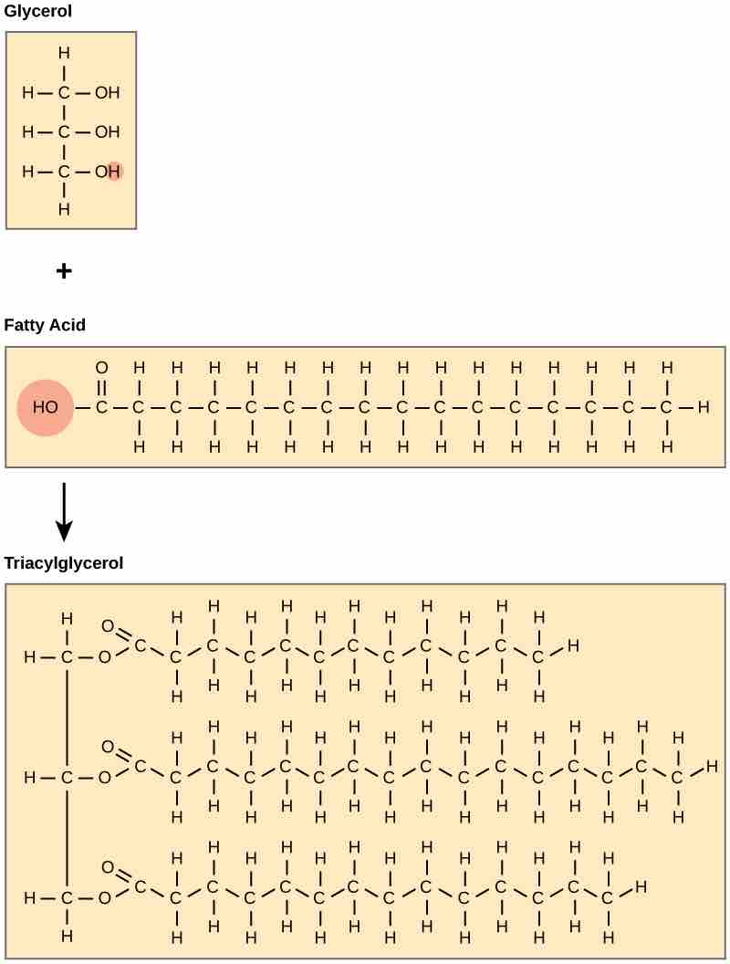 Triacylglycerols