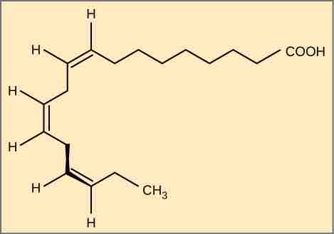 Omega Fatty Acids