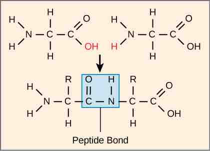 Peptide bond formation