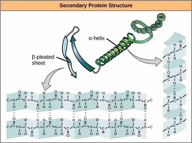 Secondary structure