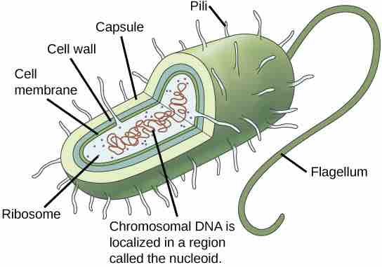 General Structure of a Prokaryotic Cell