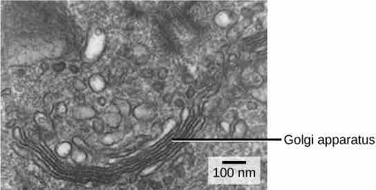 The Golgi apparatus sorts and packages cellular products