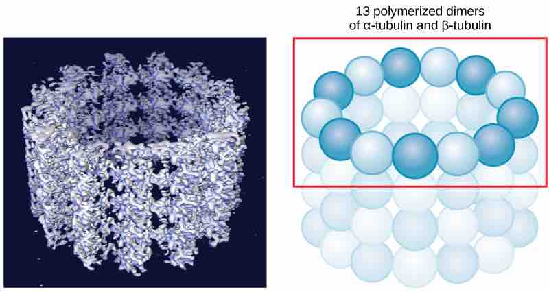 Micrtubule Structure