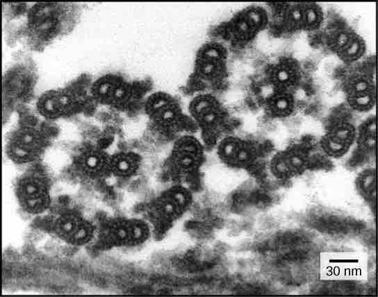 Microtubules are the structural component of flagella