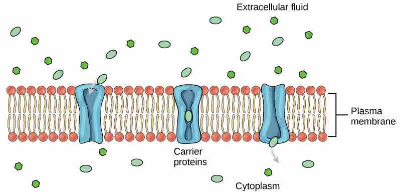 Carrier Proteins