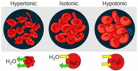 Changes in Cell Shape Due to Dissolved Solutes