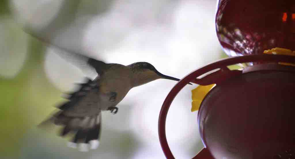 Eating provides energy for activities like flight