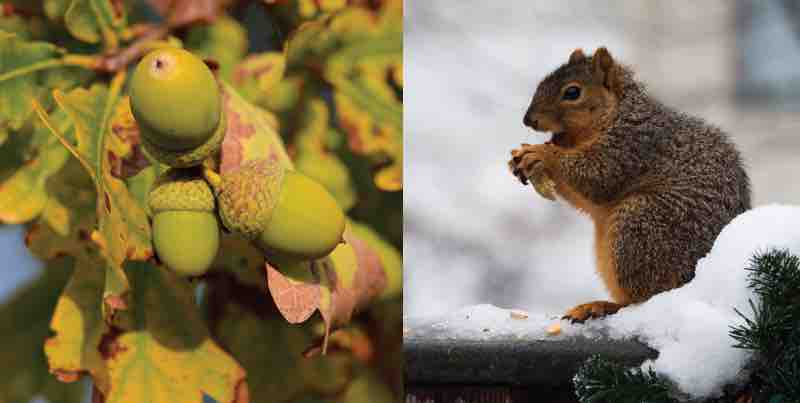 All living things use carbohydrates as a form of energy.