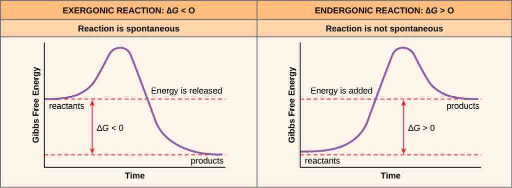 Exergonic and Endergonic Reactions