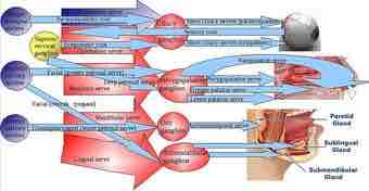 Rasympathetic head ganglia