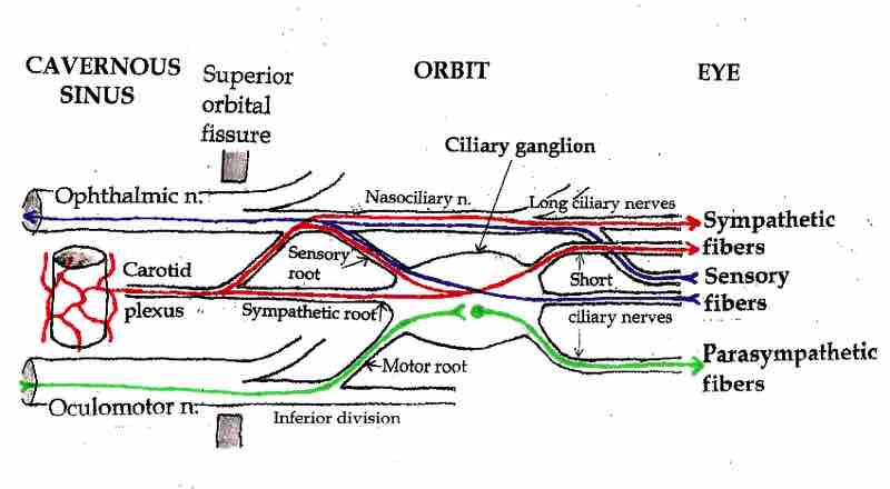 Ciliary ganglion