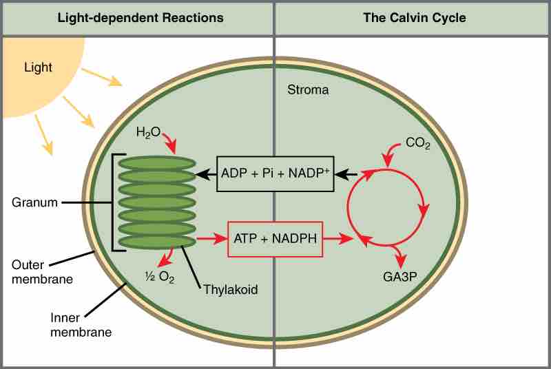 The two stages of photosynthesis