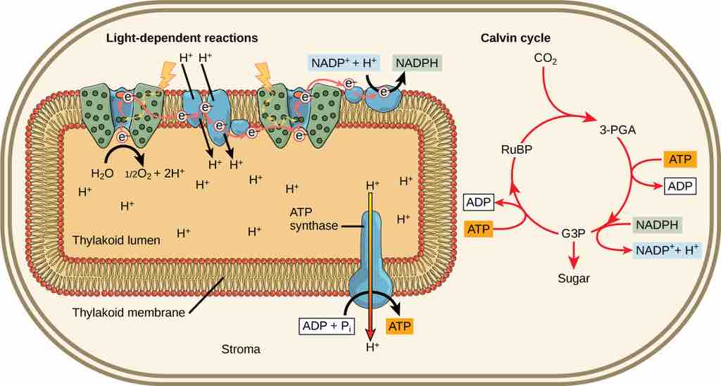 Light Reactions