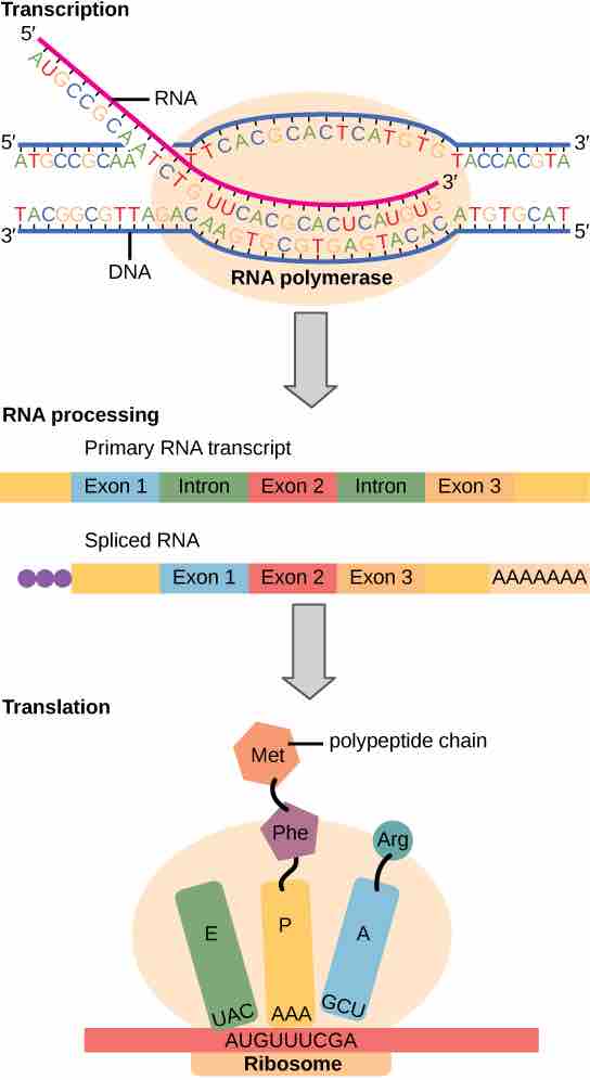 The central dogma