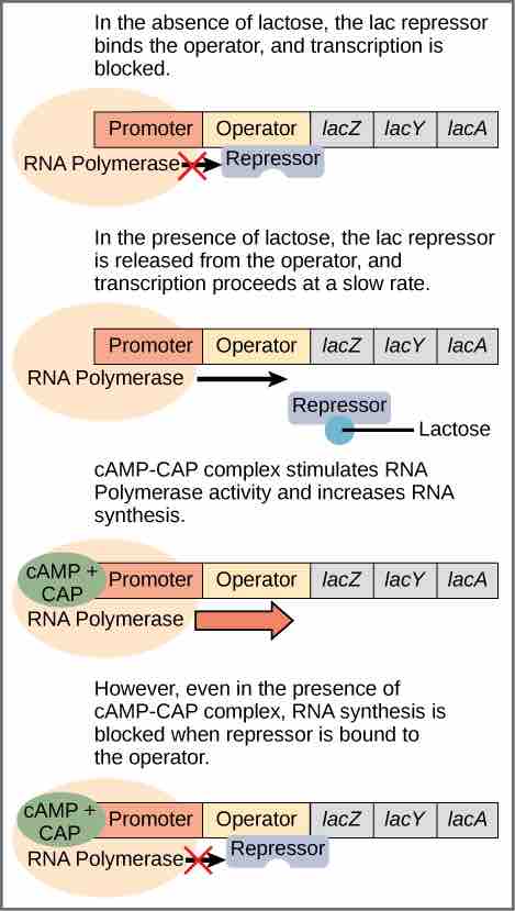 The lac Operon