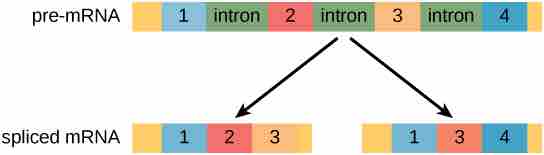 Alternative Splicing