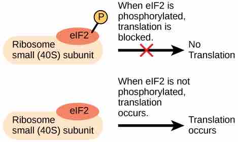 Translation Initiation Complex