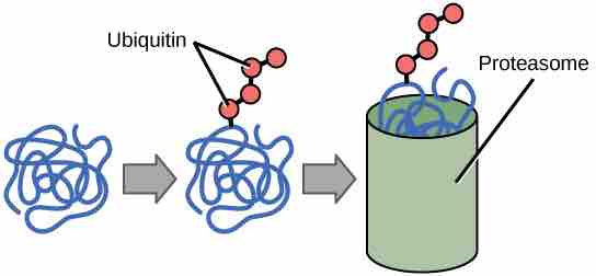 Ubiquitin Tags