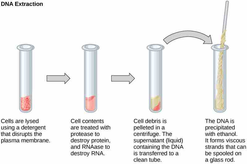 DNA Extraction