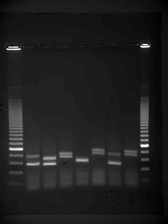 Gel Electrophoresis