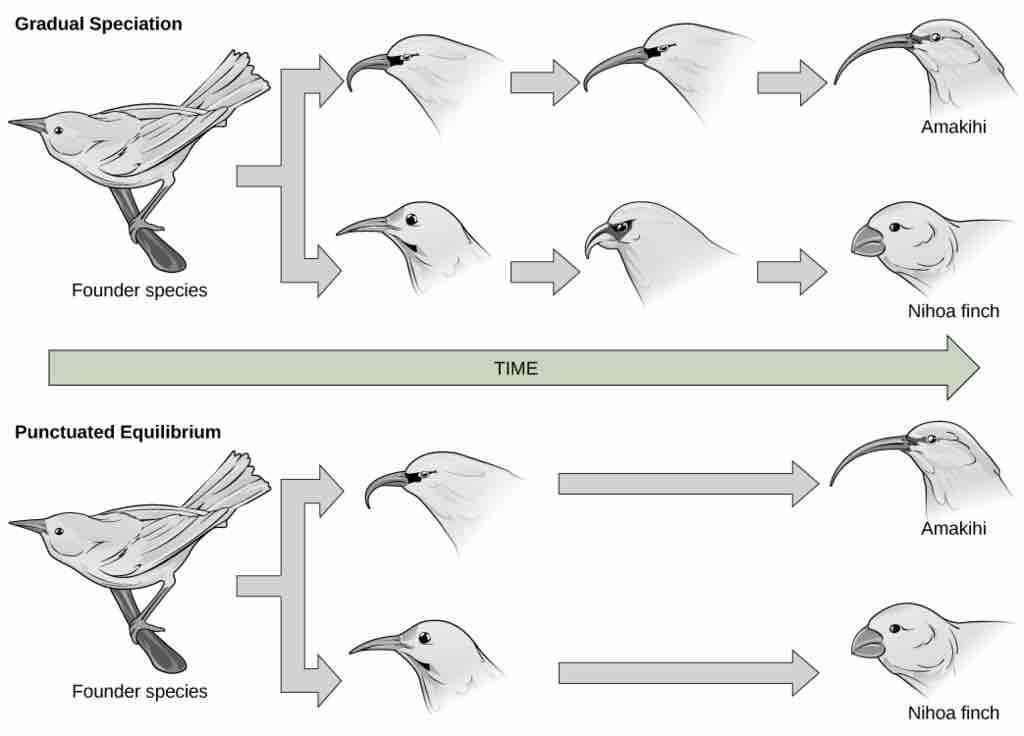 Graduated Speciation vs Punctuated Equilibrium