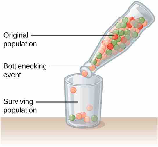 Effect of a bottleneck on a population