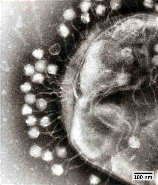 Bacteriophage